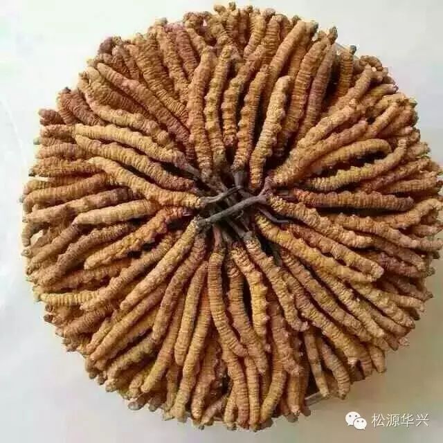 ݶɻ